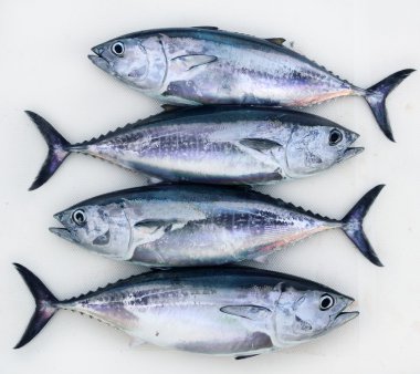 Bluefin four tuna fish Thunnus thynnus catch row clipart