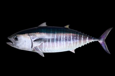 Bluefin tuna isolated on black background clipart
