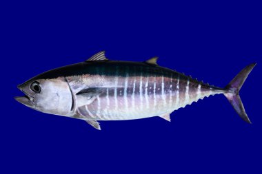 Bluefin tuna isolated on blue background clipart