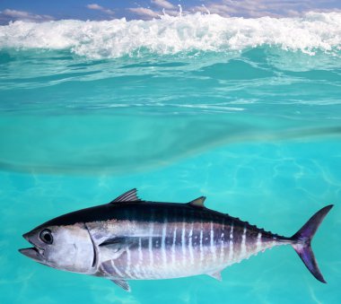 Bluefin tuna fish Thunnus thynnus underwater swimming clipart