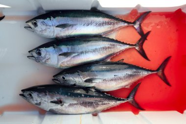 Bloody bluefin four tuna fish Thunnus thynnus catch clipart