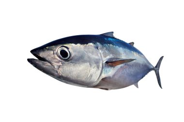 Bluefin tuna isolated on white background real fish clipart