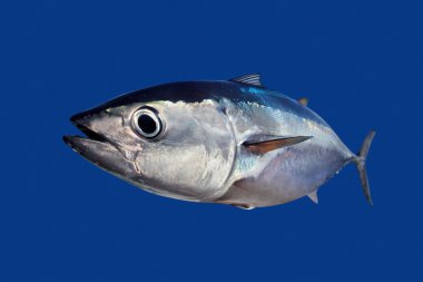 Bluefin tuna Thunnus thynnus fish isolated on blue clipart