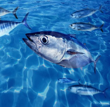 Bluefin tuna Thunnus thynnus fish school underwater clipart