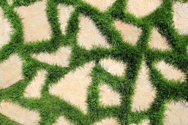 Kamenná cesta v zelené trávy zahradní textury — Stock fotografie
