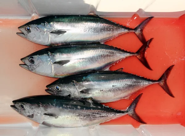 Dannato tonno rosso quattro pesci Thunnus thynnus cattura — Foto Stock