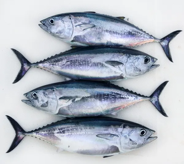 Atún rojo cuatro peces Thunnus thynnus captura fila —  Fotos de Stock