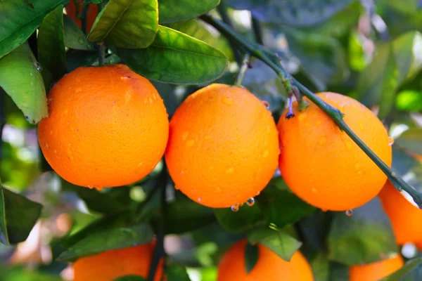 Υποκατάστημα πορτοκαλί δέντρο φρούτα καταπράσινο αφήνει στην Ισπανία — Φωτογραφία Αρχείου