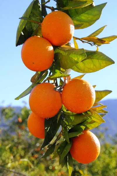 Zweig Orangenbaum Früchte grüne Blätter in Spanien — Stockfoto