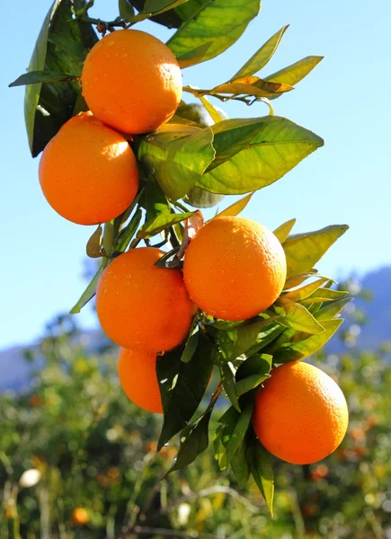 Ramo arancio frutti foglie verdi in Spagna — Foto Stock