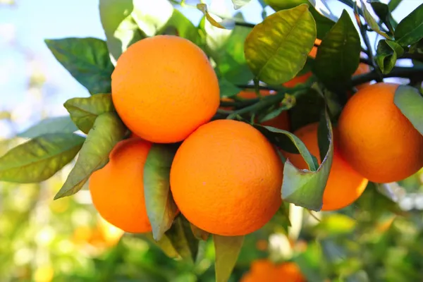 Branch orange tree fruits green leaves in Spain — Stock Photo, Image
