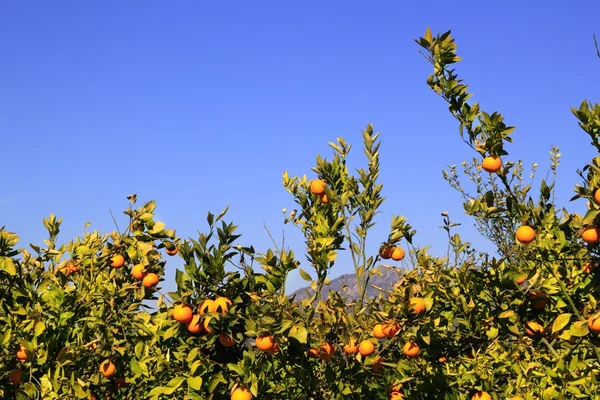 Orange tangerine tree fruits green leaves — Stock Photo, Image
