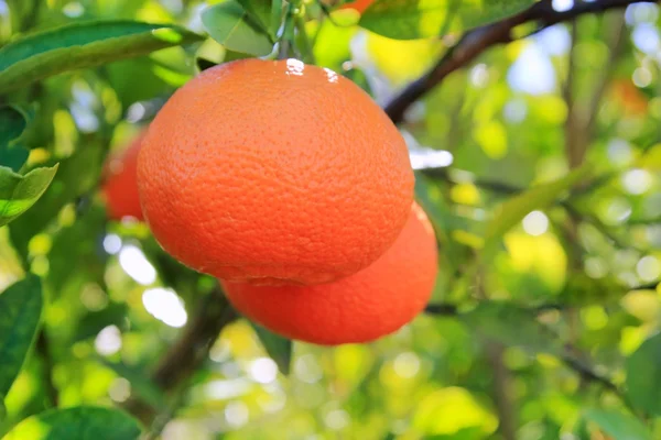 Oranžová mandarinka stromu ovoce zelené listy — Stock fotografie