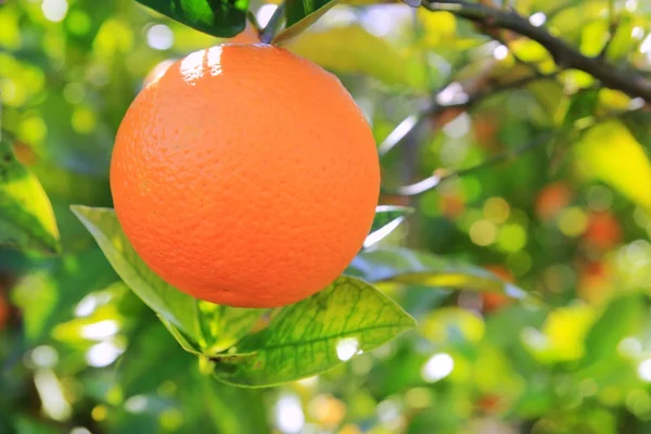 Orange tangerine träd frukt grönt blad — Stockfoto
