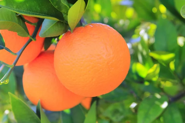 Orange tangerine tree fruits green leaves — Stock Photo, Image