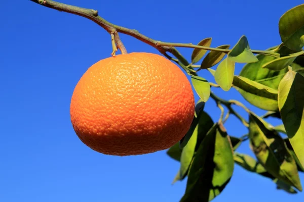 Mandarine orange fruits feuilles vertes — Photo