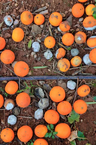 Rotte sinaasappelen gedaald in vloer markt prijs is laag — Stockfoto