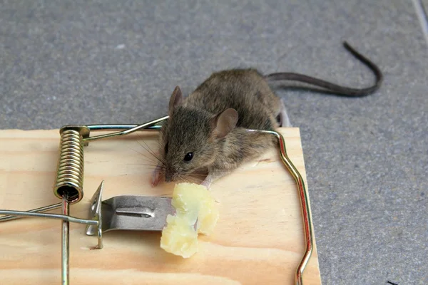 与真正的老鼠与奶酪赶上鼠标陷阱 — 图库照片