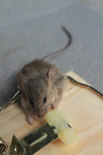 Rato armadilha com o mouse real capturado com queijo — Fotografia de Stock