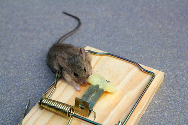 Trampa de ratón con ratón real atrapado con queso — Foto de Stock