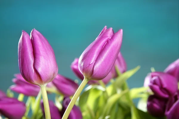 Tulipány růžové květy modré zelené studio zastřelil — Stock fotografie