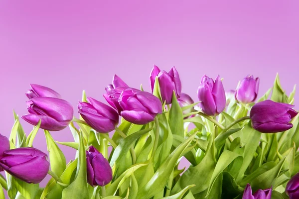 Tulipanes rosa flores rosa estudio disparo — Foto de Stock