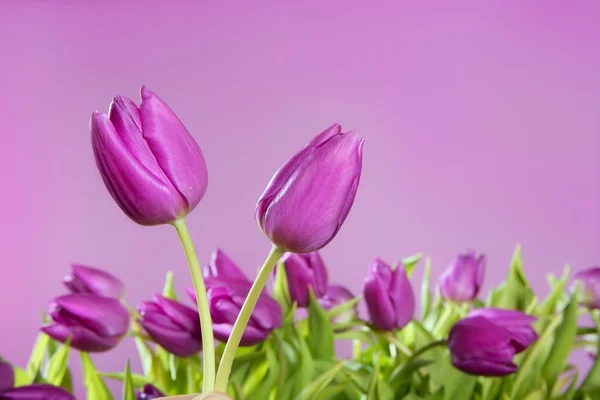 Тюльпани рожеві квіти рожевий студійний знімок — стокове фото