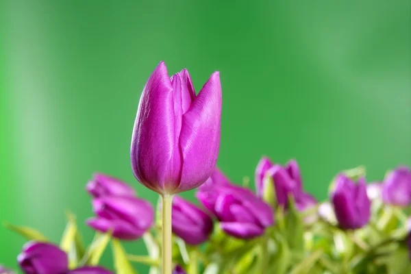 Tulips pink flowers vivid green background — Stock Photo, Image