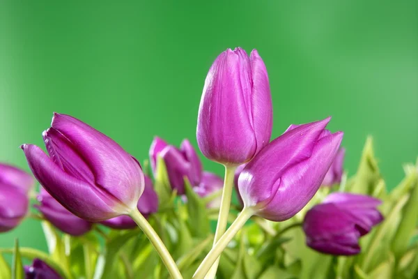 Tulipes fleurs roses fond vert vif — Photo