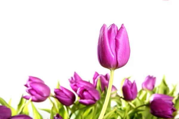 Tulipanes flores rosadas aisladas sobre fondo blanco — Foto de Stock