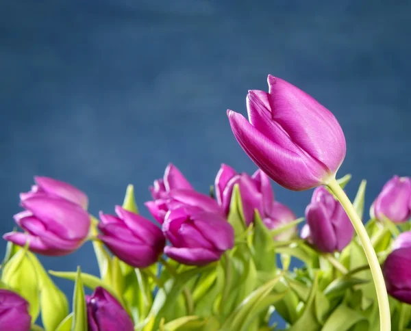 Tulipány růžové květy na modré studio pozadí — Stock fotografie