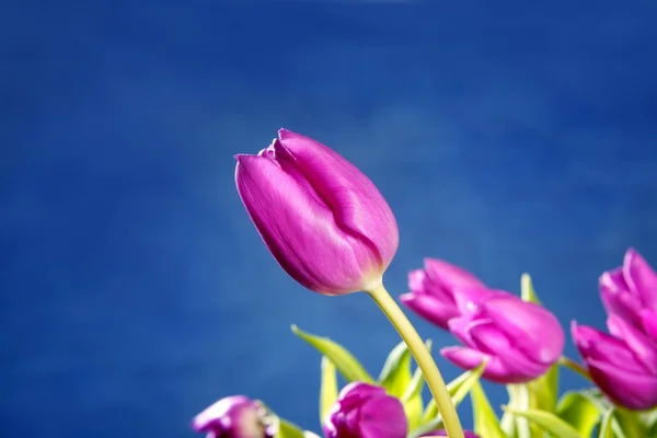 Tulipán rózsaszín virág kék stúdió háttere — Stock Fotó
