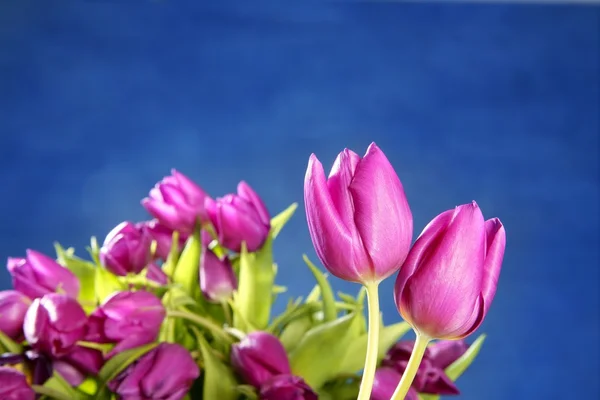 튤립 핑크 블루 스튜디오 배경 꽃 — 스톡 사진