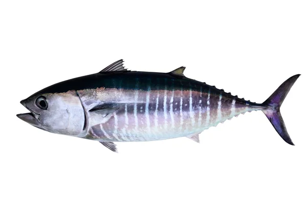 Blåfenad tonfisk isolerad på vit bakgrund verklig fisk — Stockfoto