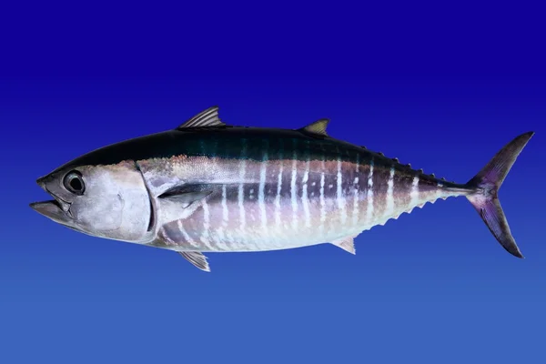 Блакитний тунець ізольований на синьому фоні — стокове фото
