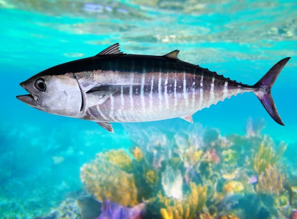 Tuňáka ryby thunnus thynnus plavání pod vodou — Stock fotografie