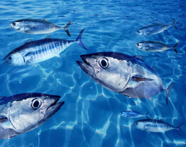 Blauwvintonijn thunnus thynnus vissen school onderwater — Stockfoto