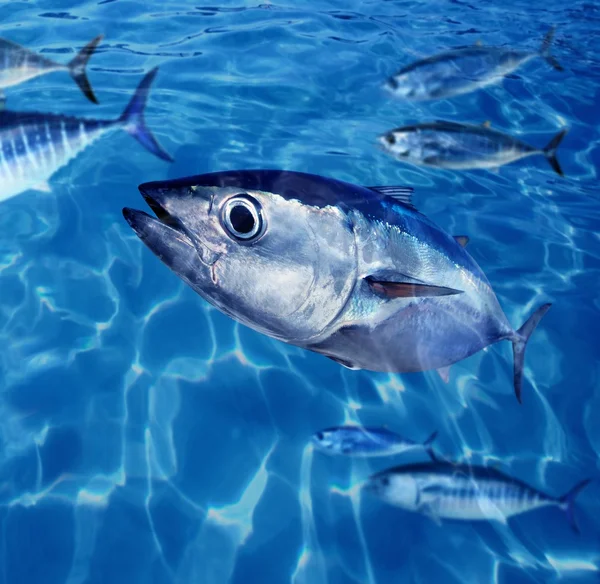 Blauwvintonijn thunnus thynnus vissen school onderwater — Stockfoto