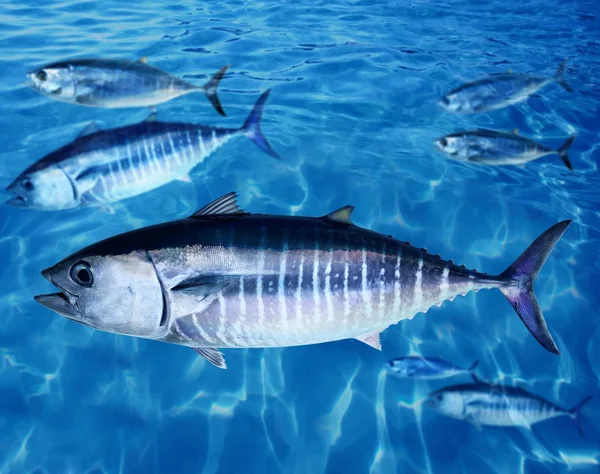 참다랑어 다랑어속 thynnus 물고기 학교 수 중 — 스톡 사진
