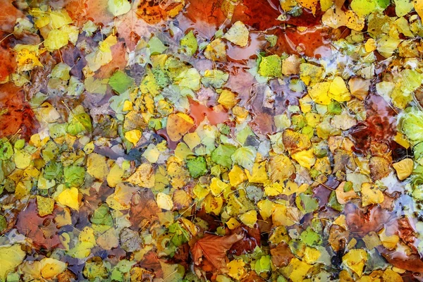 Осіннє осіннє листя барвистий фон у воді — стокове фото