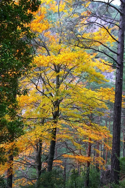 食欲の秋の色鮮やかな黄金色の葉のブナの森林 — ストック写真