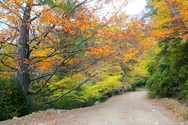 Осенью цветные желтые листья букового леса — стоковое фото