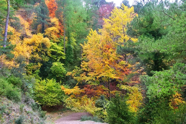 Barevný podzim podzim zlatožluté listy bukového lesa — Stock fotografie