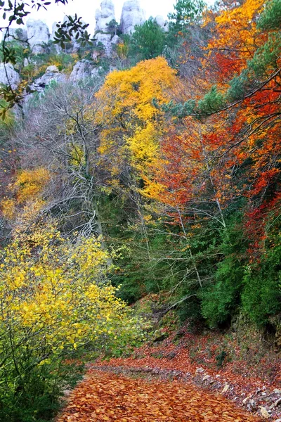 食欲の秋の色鮮やかな黄金色の葉のブナの森林 — ストック写真