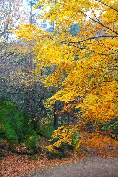 食欲の秋カラフルな黄金のブナ林の木 — ストック写真