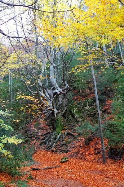 Outono centenário faia árvore no outono folhas douradas — Fotografia de Stock