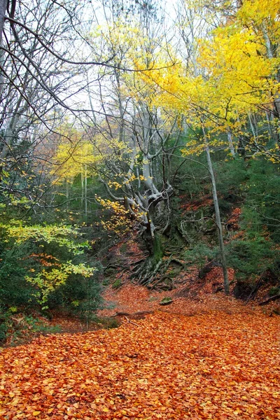 Höstens hundraårsjubileum bok träd i fall gyllene blad — Stockfoto