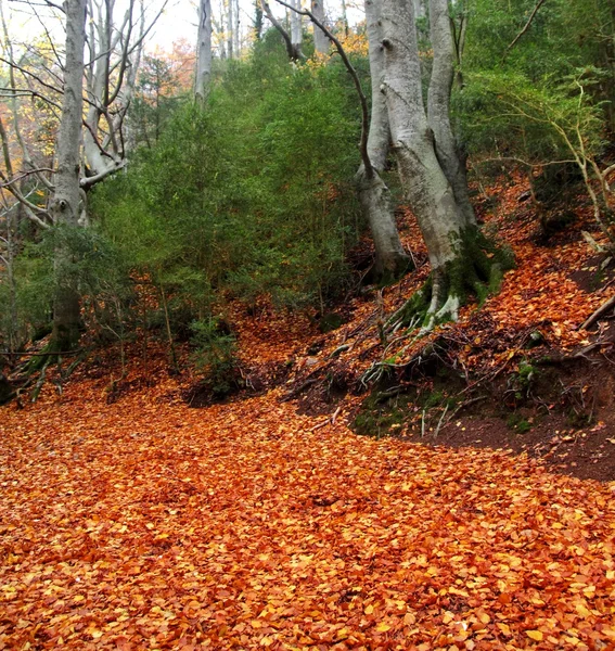 Herbst hundertjährige Buche im Herbst goldene Blätter — Stockfoto