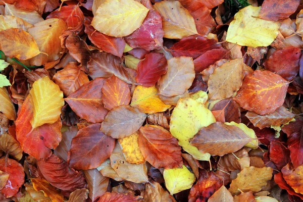 Outono faia floresta folhas amarelo vermelho piso dourado — Fotografia de Stock