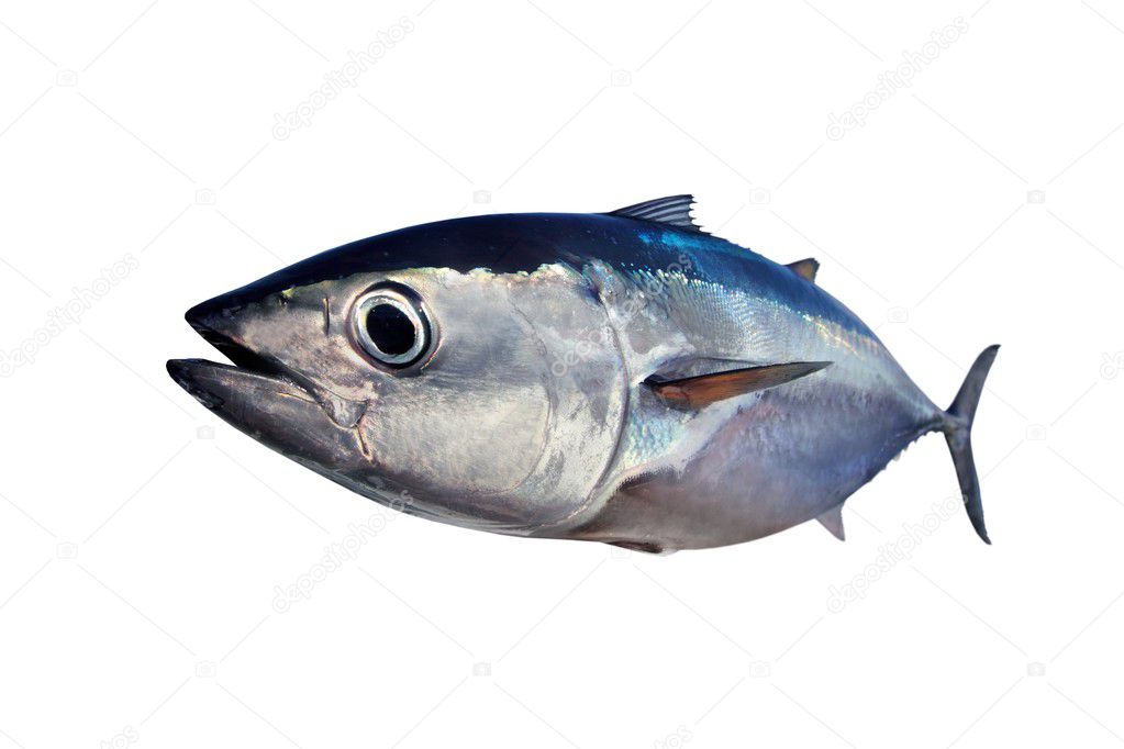 Bluefin tuna isolated on white background real fish — Stock Photo ©  lunamarina #5569920